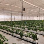 Brio Hydroponics Launches 100-Acre Hydroponics Park in Gujarat