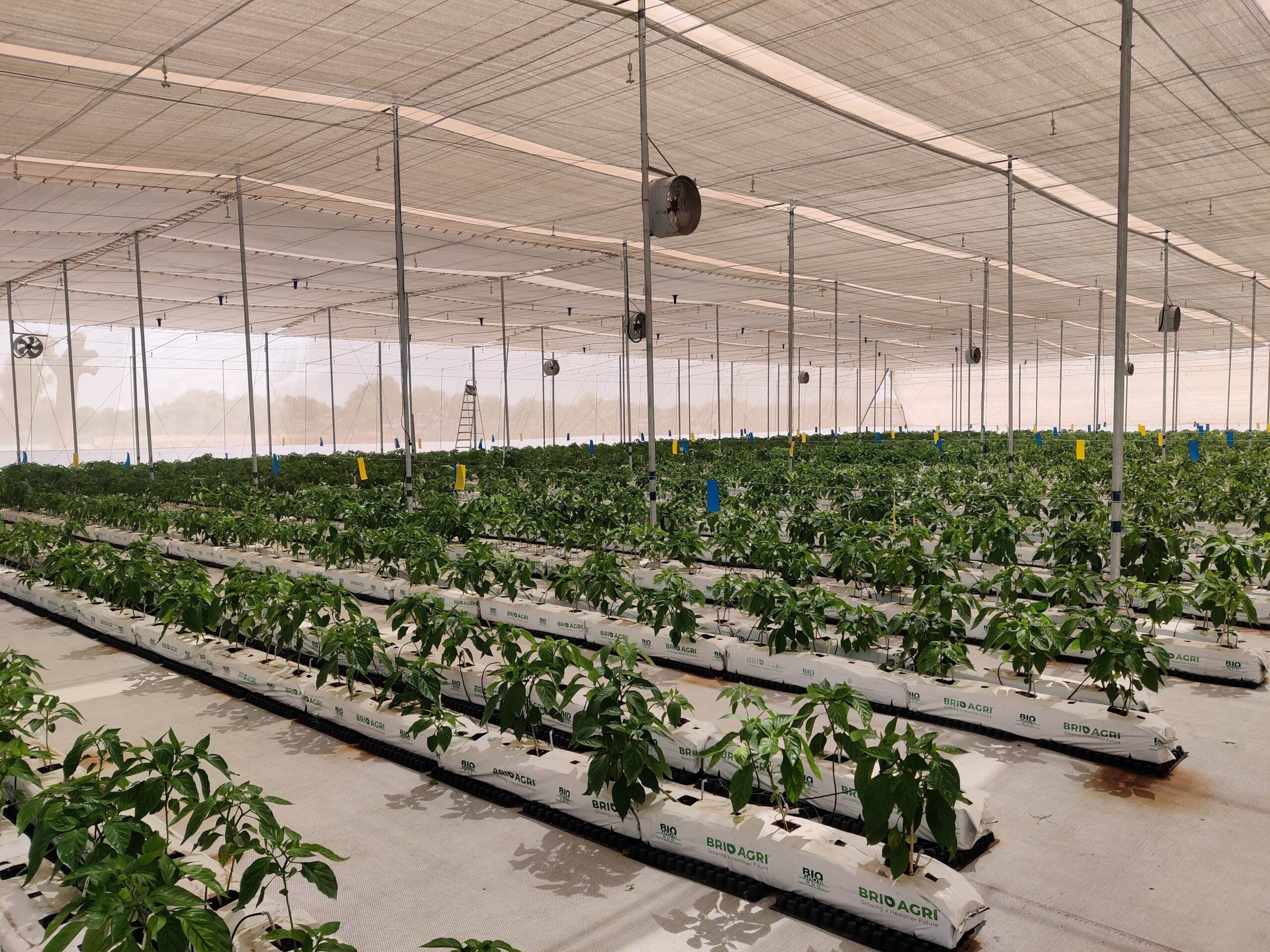 Brio Hydroponics Launches 100-Acre Hydroponics Park in Gujarat