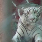 Wild Animals are not Entertainment, Reiterates World Animal Protection